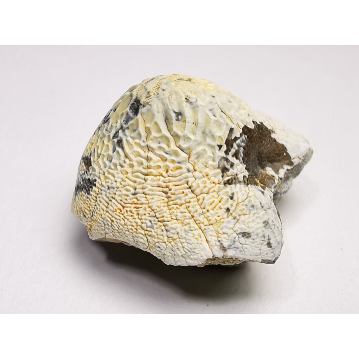 shark tooth Ptychodus anonymus - Cretaceous (Kansas)
