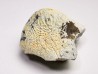 dent de requin Pychodus anonymus - Crétacé (Kansas)