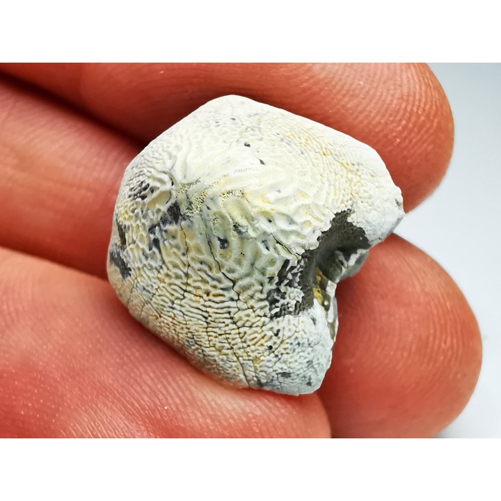 shark tooth Ptychodus anonymus - Cretaceous (Kansas)
