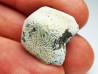 shark tooth Ptychodus anonymus - Cretaceous (Kansas)