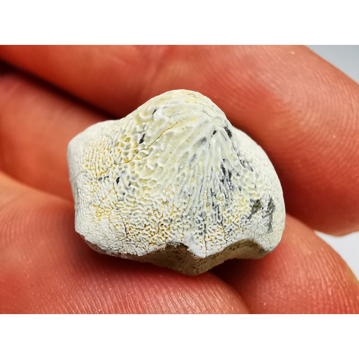 shark tooth Ptychodus anonymus - Cretaceous (Kansas)