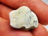 shark tooth Ptychodus anonymus - Cretaceous (Kansas)
