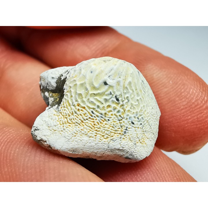 shark tooth Ptychodus anonymus - Cretaceous (Kansas)