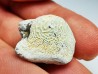 shark tooth Ptychodus anonymus - Cretaceous (Kansas)