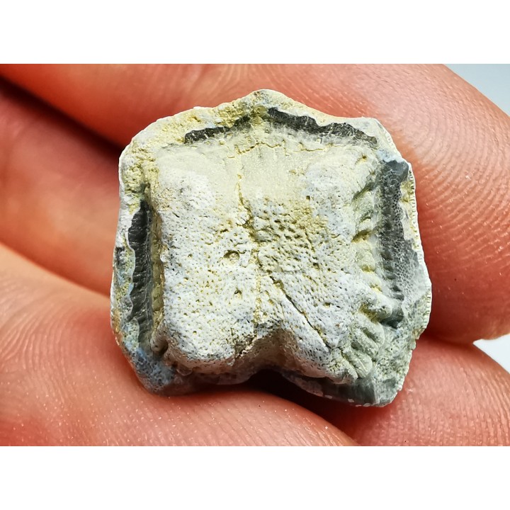 dent de requin Pychodus anonymus - Crétacé (Kansas)