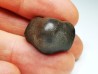 shark tooth Ptychodus anonymus - Cretaceous (Kansas)