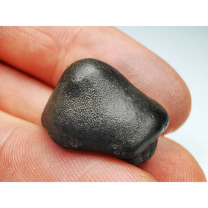 shark tooth Ptychodus anonymus - Cretaceous (Kansas)