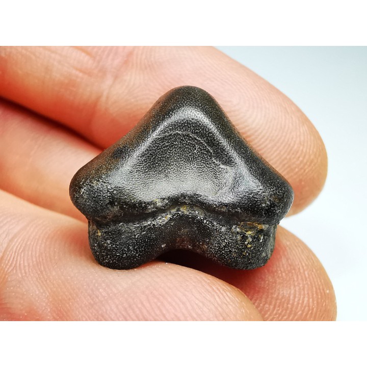 shark tooth Ptychodus anonymus - Cretaceous (Kansas)