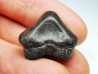 shark tooth Ptychodus anonymus - Cretaceous (Kansas)
