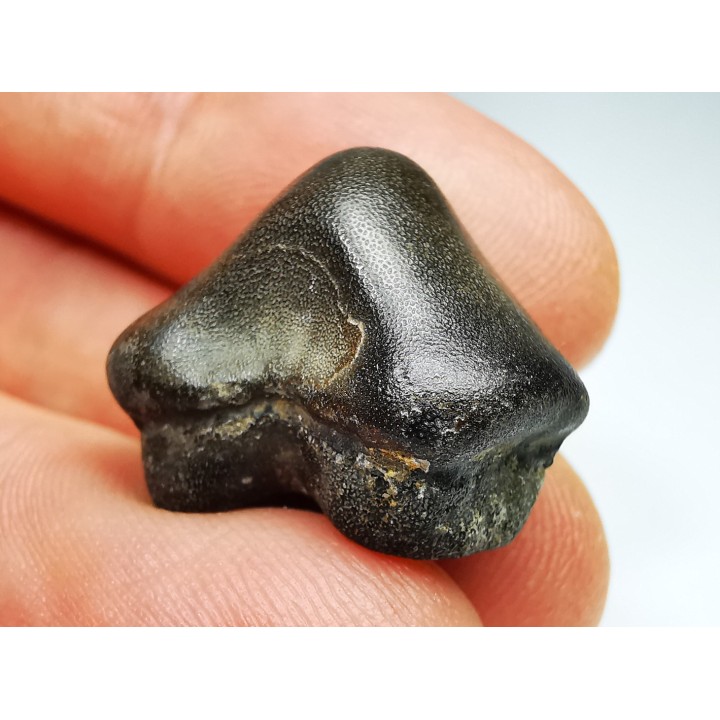 dent de requin Pychodus anonymus - Crétacé (Kansas)