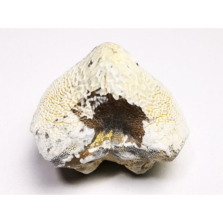 dent de requin Pychodus anonymus - Crétacé (Kansas)