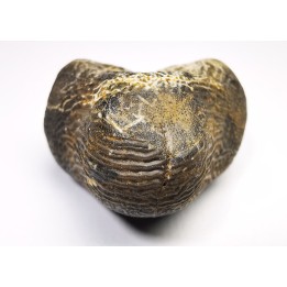 shark tooth Ptychodus occidentalis - Cretaceous (Kansas)