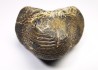 shark tooth Ptychodus occidentalis - Cretaceous (Kansas)