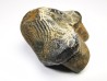 shark tooth Ptychodus occidentalis - Cretaceous (Kansas)