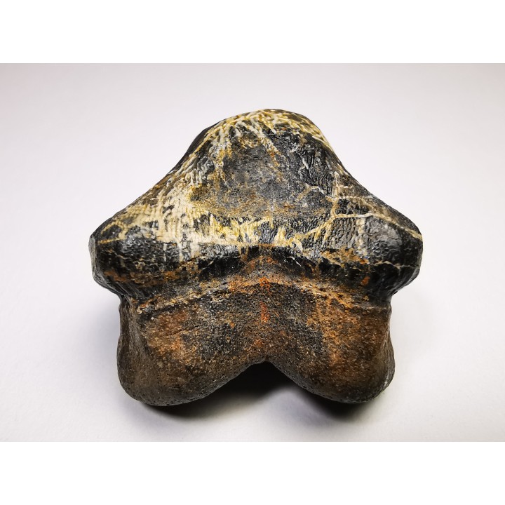 shark tooth Ptychodus occidentalis - Cretaceous (Kansas)
