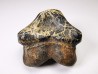 shark tooth Ptychodus occidentalis - Cretaceous (Kansas)
