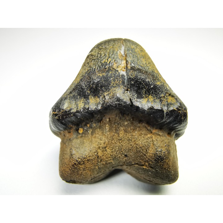 shark tooth Ptychodus occidentalis - Cretaceous (Kansas)
