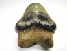 dent de requin Pychodus occidentalis - Crétacé (Kansas)