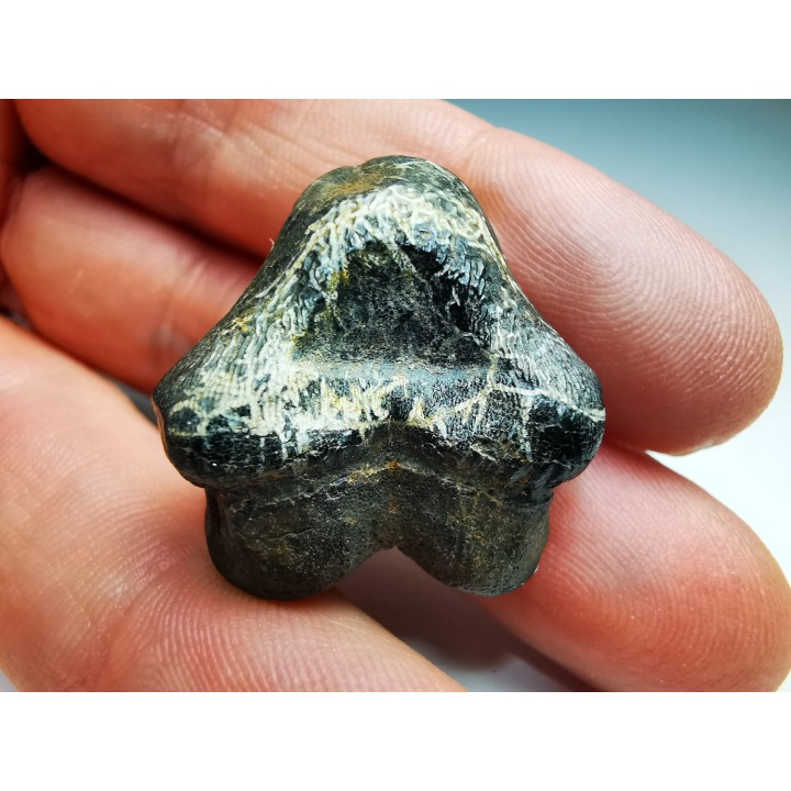 shark tooth Ptychodus occidentalis - Cretaceous (Kansas)