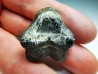 shark tooth Ptychodus occidentalis - Cretaceous (Kansas)