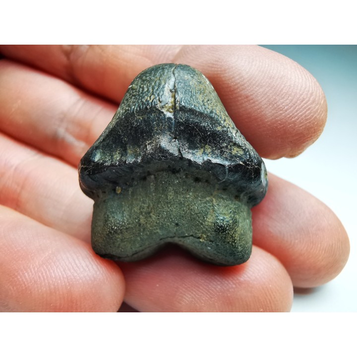 shark tooth Ptychodus occidentalis - Cretaceous (Kansas)