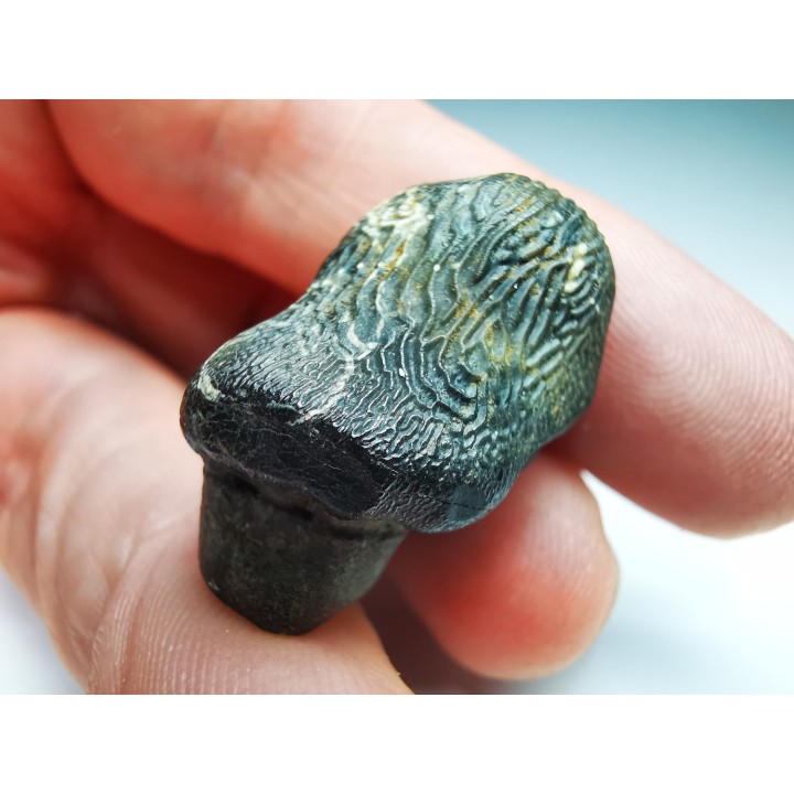 shark tooth Ptychodus occidentalis - Cretaceous (Kansas)
