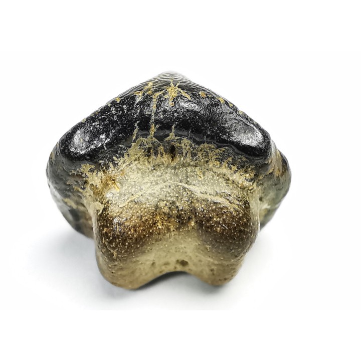 shark tooth Ptychodus anonymus - Cretaceous (Kansas)
