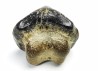 shark tooth Ptychodus anonymus - Cretaceous (Kansas)