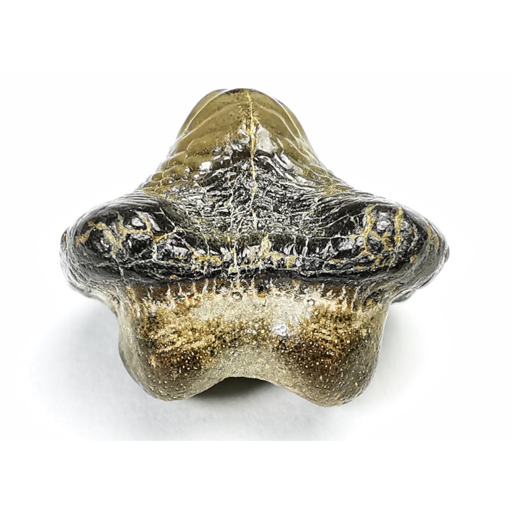 shark tooth Ptychodus anonymus - Cretaceous (Kansas)