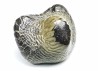 shark tooth Ptychodus anonymus - Cretaceous (Kansas)