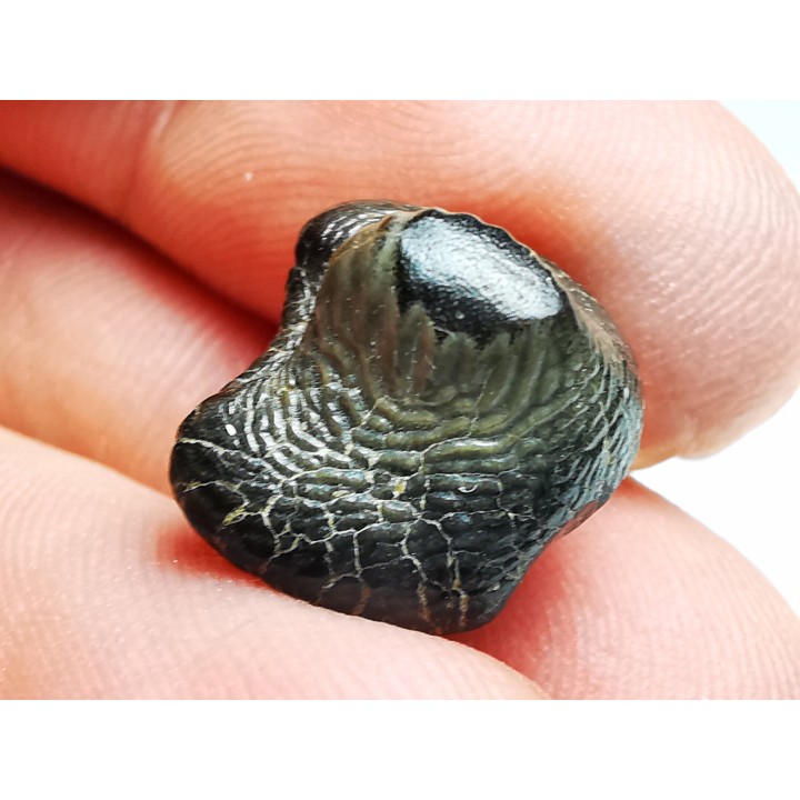 shark tooth Ptychodus anonymus - Cretaceous (Kansas)