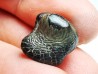 shark tooth Ptychodus anonymus - Cretaceous (Kansas)
