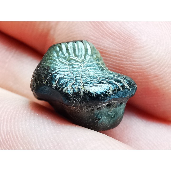 dent de requin Pychodus anonymus - Crétacé (Kansas)