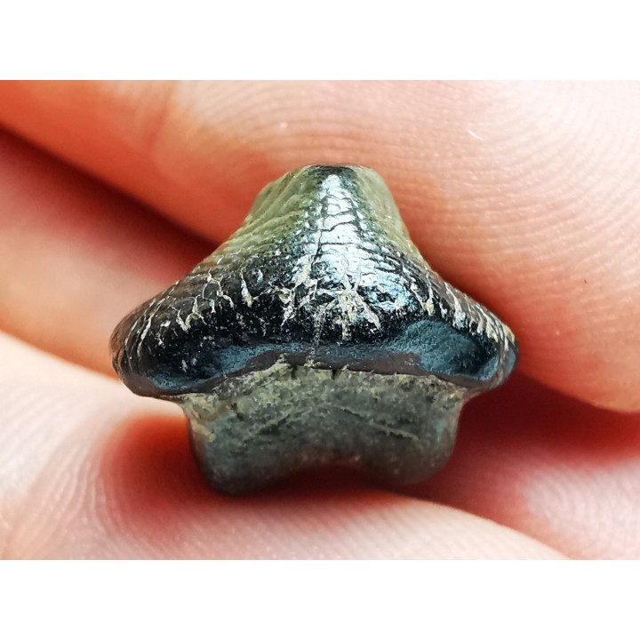 dent de requin Pychodus anonymus - Crétacé (Kansas)