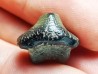 dent de requin Pychodus anonymus - Crétacé (Kansas)