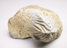 shark tooth Ptychodus mortoni - Cretaceous (Kansas)