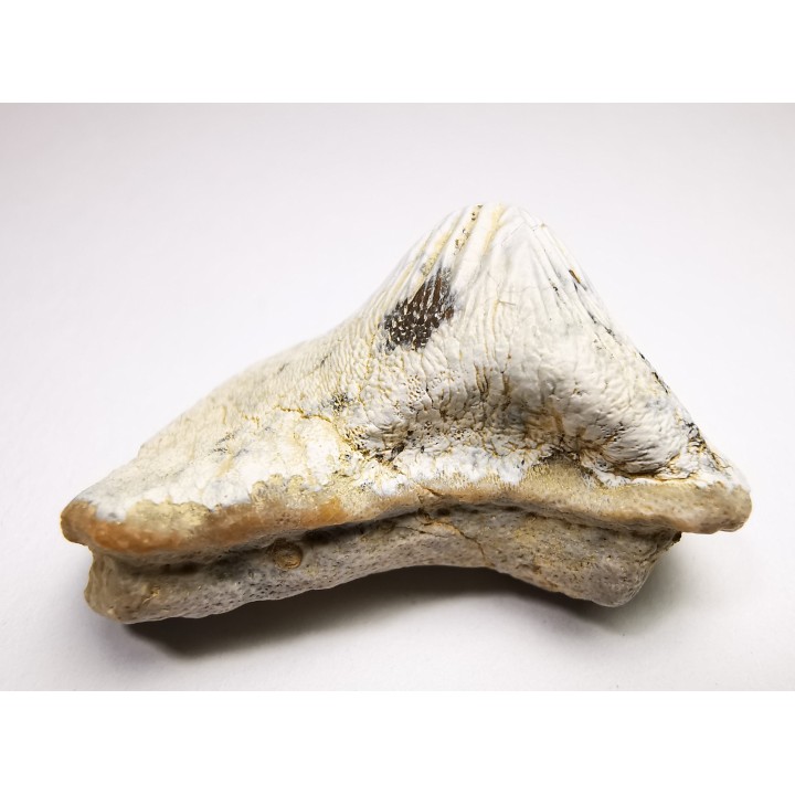 dent de requin Pychodus mortoni - Crétacé (Kansas)