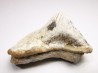 shark tooth Ptychodus mortoni - Cretaceous (Kansas)