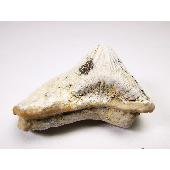 shark tooth Ptychodus mortoni - Cretaceous (Kansas)
