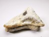 shark tooth Ptychodus mortoni - Cretaceous (Kansas)