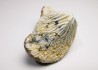 dent de requin Pychodus mortoni - Crétacé (Kansas)