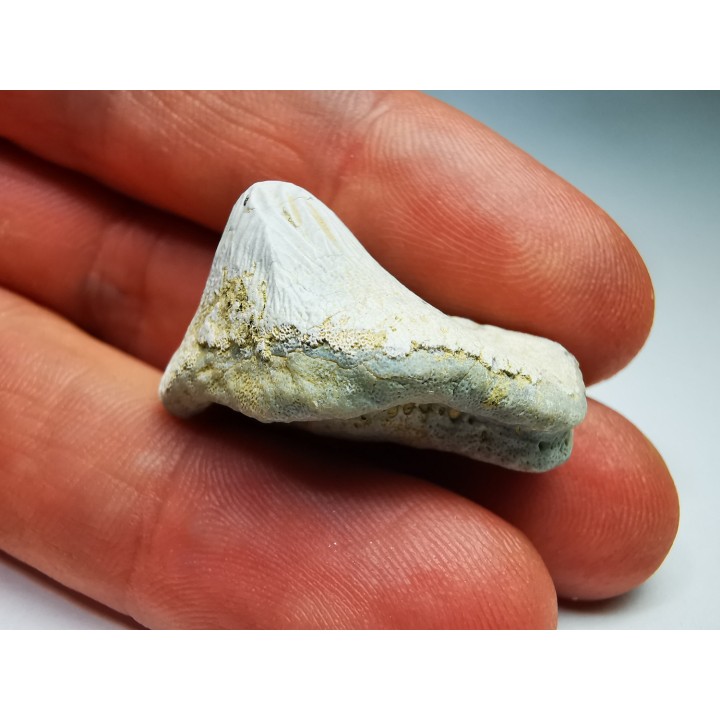 shark tooth Ptychodus mortoni - Cretaceous (Kansas)