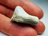 shark tooth Ptychodus mortoni - Cretaceous (Kansas)