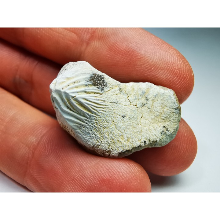 dent de requin Pychodus mortoni - Crétacé (Kansas)
