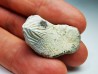 shark tooth Ptychodus mortoni - Cretaceous (Kansas)