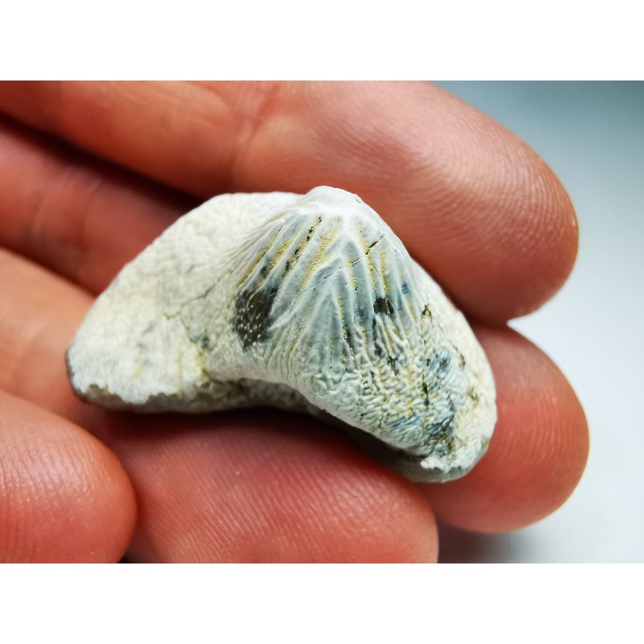 dent de requin Pychodus mortoni - Crétacé (Kansas)