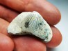 shark tooth Ptychodus mortoni - Cretaceous (Kansas)