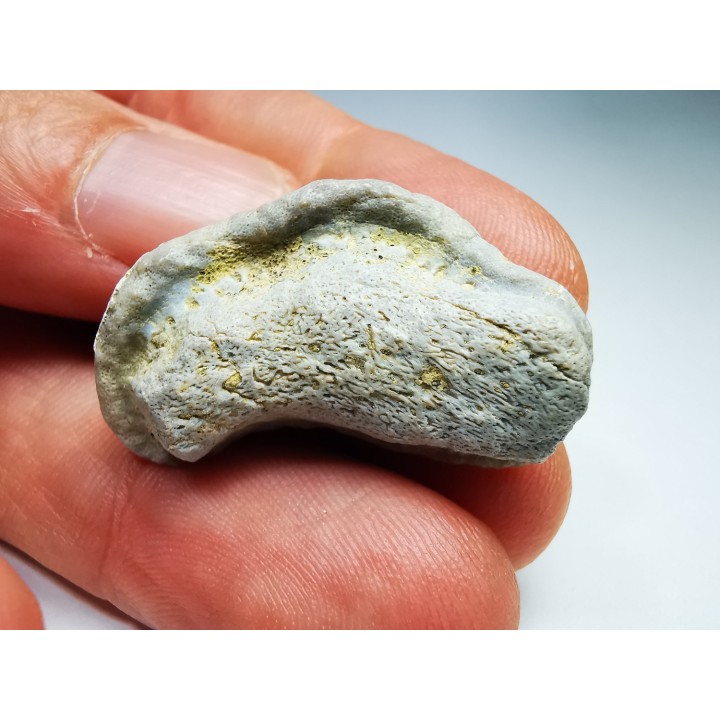 shark tooth Ptychodus mortoni - Cretaceous (Kansas)