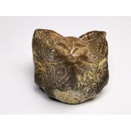 dent de requin Pychodus mortoni - Crétacé (Kansas)