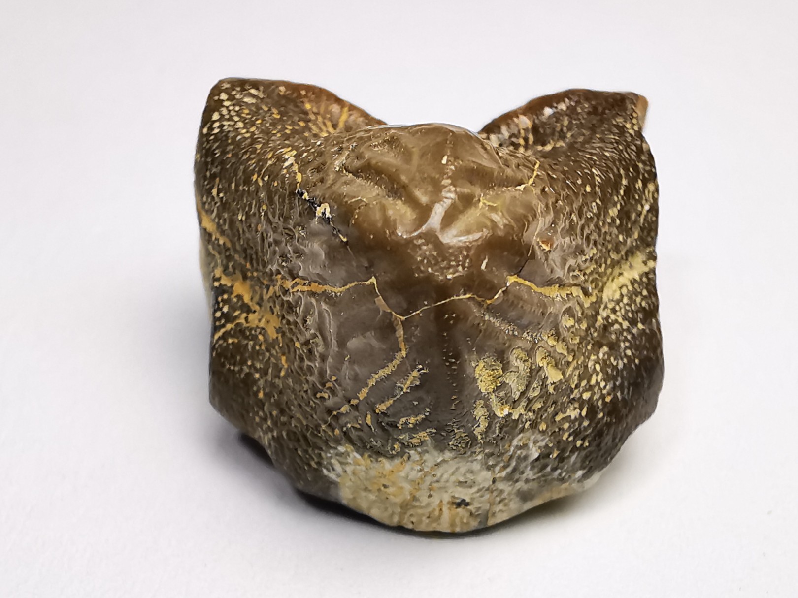 dent de requin Pychodus mortoni - Crétacé (Kansas)
